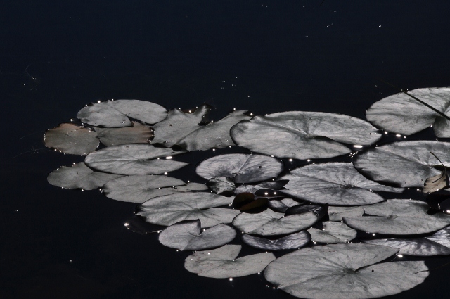 a pond of water lilies. 